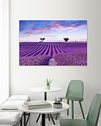 Obraz Levanduľové pole vo Francúzsku 1940